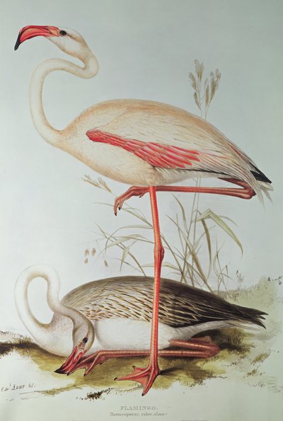 Flamingo by Edward Lear